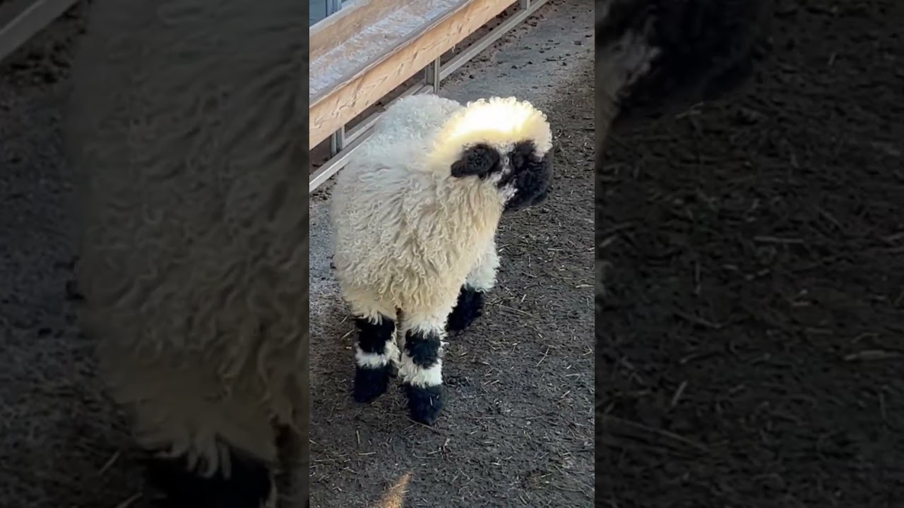 YouTube Short thumbnail