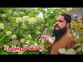 ایا دغه ګل تاسو پیژنئ