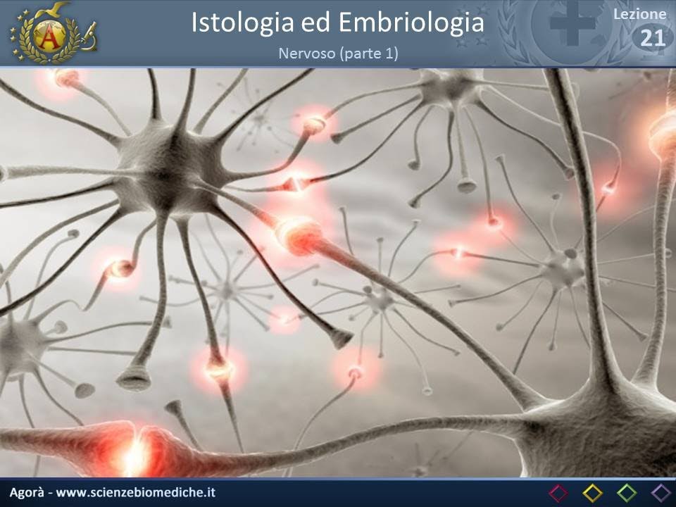 Istologia 21 - Nervoso (parte 1)