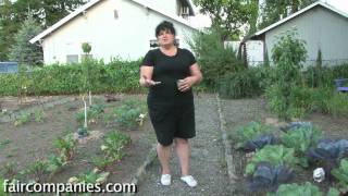 Dish soap as pesticide (with a little help from good bugs)