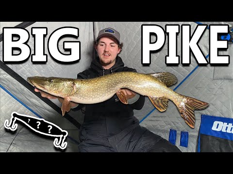 Jigging For HUGE PIKE!! (Ice Fishing)