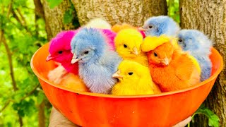 World Cute Chickens, Colorful Chickens, Rainbows Chickens, Cute Ducks, Cat, Rabbits,Cute Animals🐤🐟