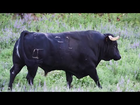 The Bull - Most Amazing Animal On Terceira Island - Azores