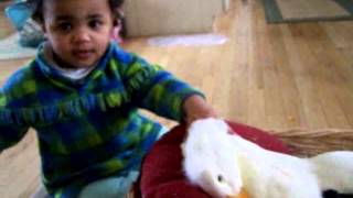 Lemon the Duck gets a birthday kiss from her cousin