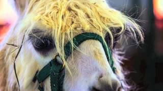 Ron & Fez - East Side Dave Crashes The Shorty Awards (Part 1 of 2)