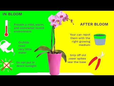 , title : 'How to Care for Phalaenopsis Orchids After They Bloom. orchid care after flowering'