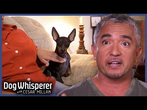 Dog Whisperer Season 7! | Binge 3 Hours Of Dog Whisperer With Cesar Millan
