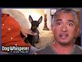 Dog Whisperer Season 7 Binge 3 Hours Of Dog Whisperer With Cesar Millan