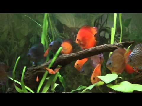 Dee's discus aquarium