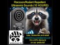 Raccoon And Rodents Repellent ULTRASONIC SOUNDS 10 HOURS Raccoonrepellentsounds Raccoon Racoon