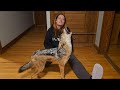 Animals React To Me Coming Home