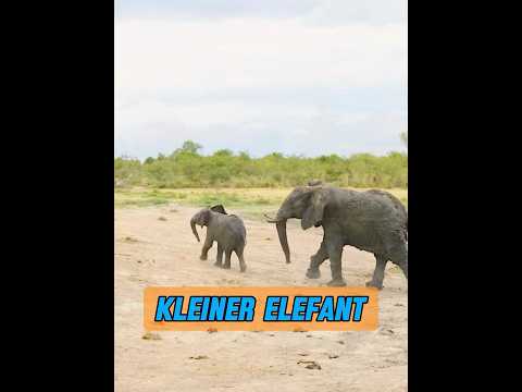 Haben Elefanten wirklich Gefühle? #animal #animisme #animals