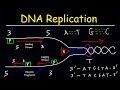 DNA Replication - Leading Strand vs Lagging Strand & Okazaki Fragments