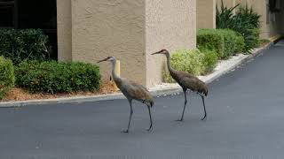 Sandhill Cranes Stroll Past Bank Drive-through