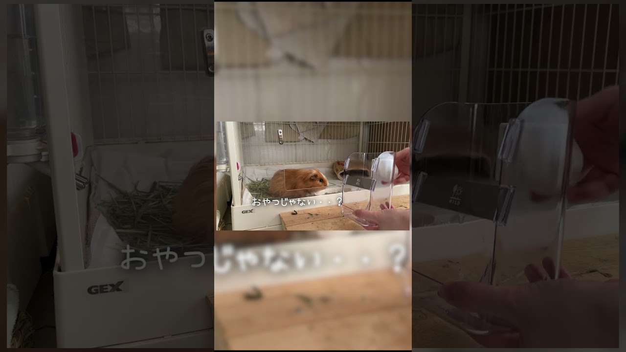 おやつと勘違いして挙動不審のモルモット #animals #shorts