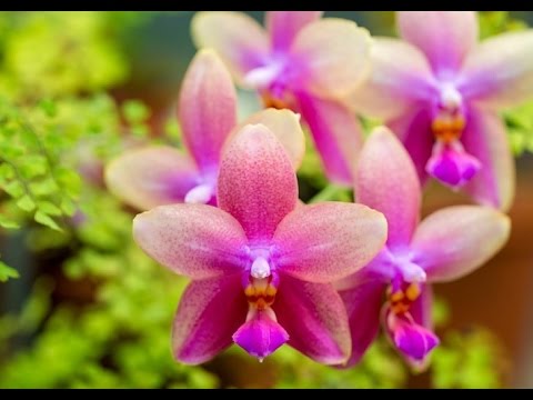 , title : 'Πως ποτίζουμε μια ορχιδέα Phalaenopsis/How to water a Phalaenopsis orchid.'