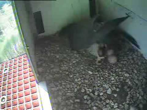 15.15 uur - 16.35 uur. Alexia maakt pirouettes op eitjes en eet steentjes..