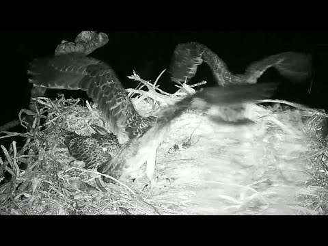 Port_Lincoln Osprey | All babies dancing in rain | 06.11.2021