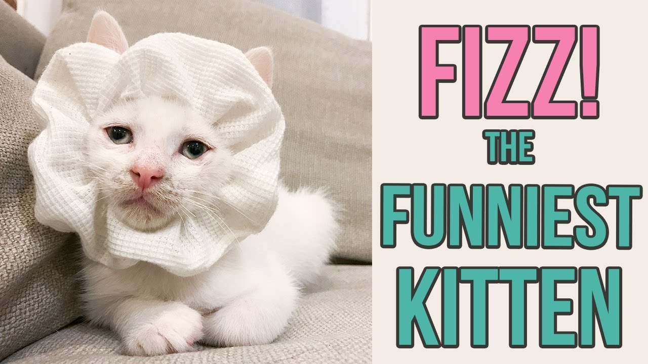Try Not to Laugh at This Silly Kitten