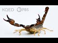 Scorpions Are Predators With A Sensitive Side Deep Look
