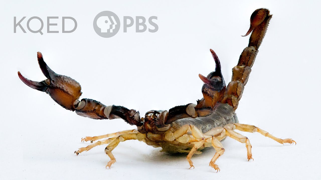 Scorpions Are Predators With a Sensitive Side | Deep Look