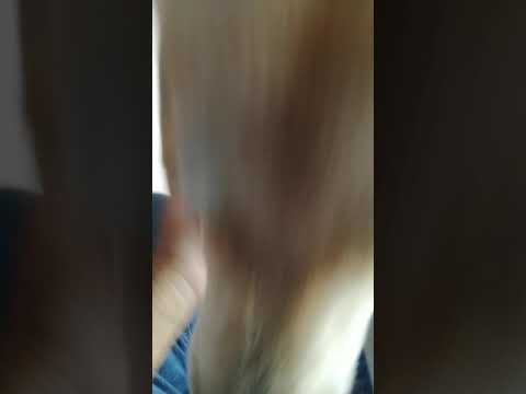 Relax time with Thai dog and Siamese cat in living room. I Thanika chanel