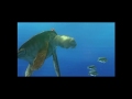 Finding Nemo DVD Trailer