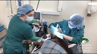 Dental Care at Lakeview Veterinary Hospital
