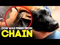 Dog Freed from Chain - Horse Shelter Heroes S3E12