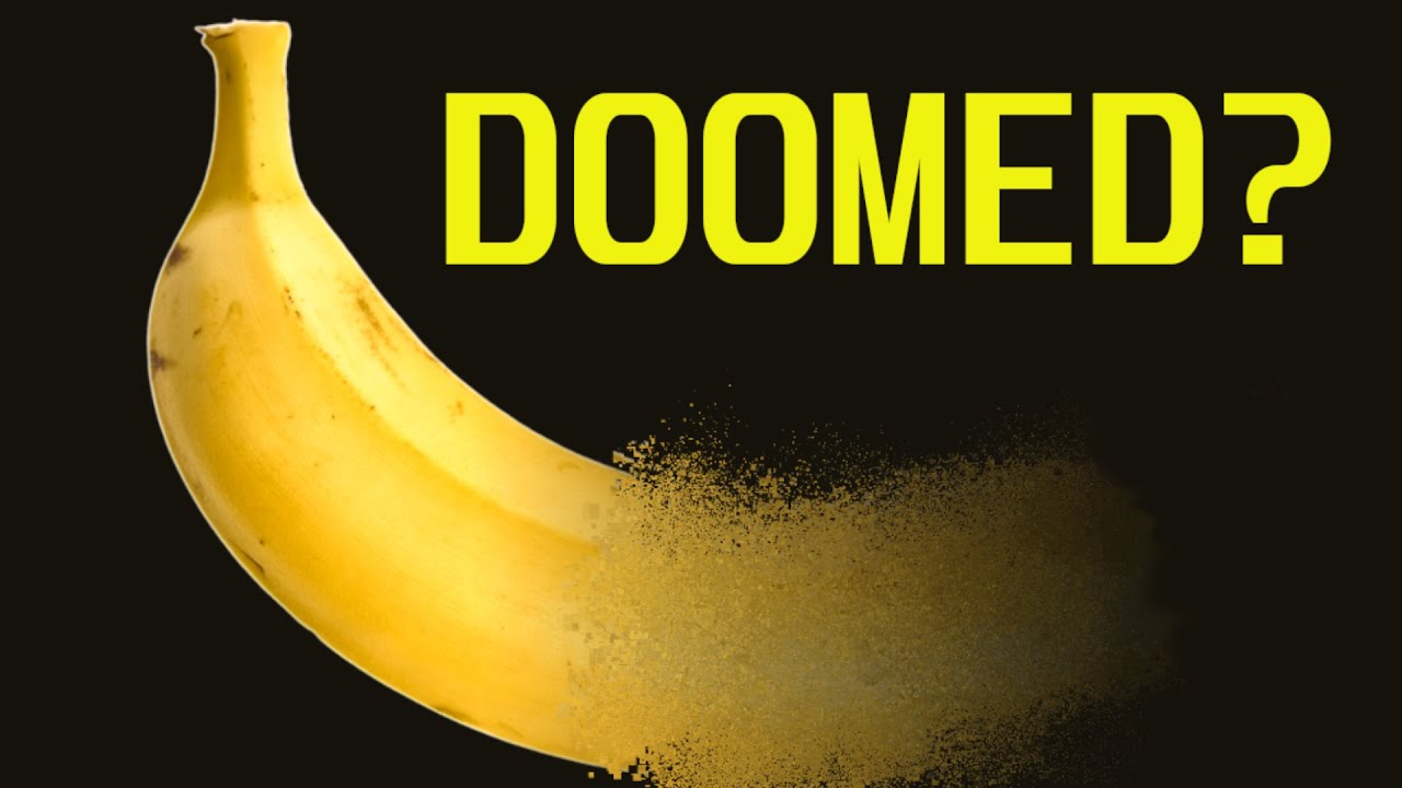 Why the Banana Faces Extinction (Again)