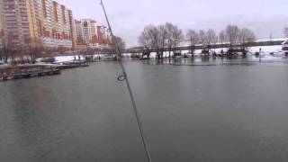 Royal fish - рыболовный клуб