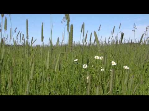 Suvepäike - Armin ja Jaanika