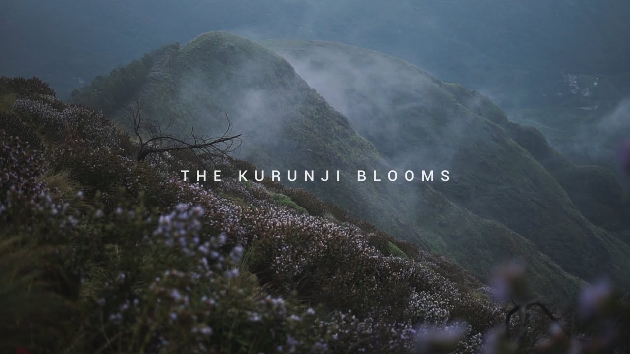 The Kurunji Blooms