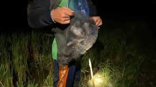 Download lagu berburu burung sawah di malam hari // alat hipnotis burung mp3 Download lagu berburu burung sawah di malam hari // alat hipnotis burung mp3