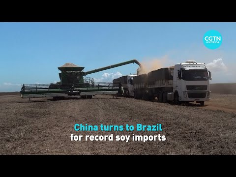 China turns to Brazil for record soy imports