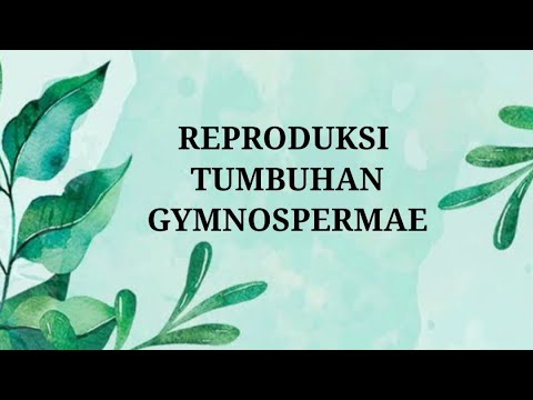 Ringkasan Materi : Reproduksi Tumbuhan Gymnospermae