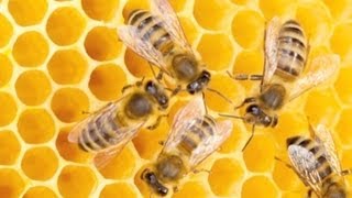How To Avoid Stinging Wasps, Hornets And Bees