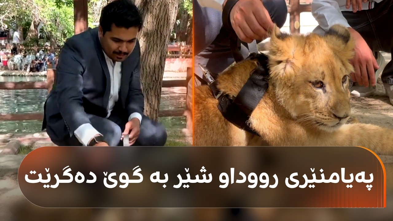 ڤیدیۆ | گەنجێک لە سلێمانی بێچووە شێرێکی ماڵی کردووە