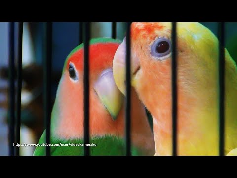 Peach Faced Lovebird Sounds 4 Hours - Wild Green & Lutino