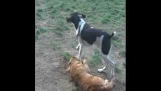 preview picture of video 'Puppies Playing at SODP (South Ogden Dog Park)'
