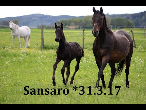 Sansaro *31.3.17 | Erster Ausflug + Entwicklung Fohlen 2017