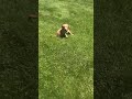 Golden Retriever dogs for sale: Rover - Video 1
