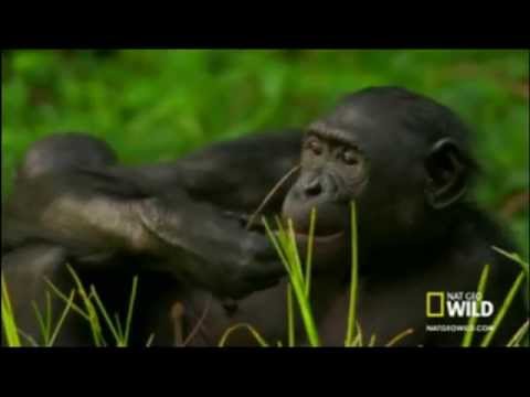 sveltina in pubblico