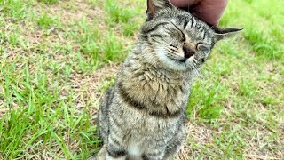 到着したら大喜びで足早にやって来たかわいい猫ニャッツ