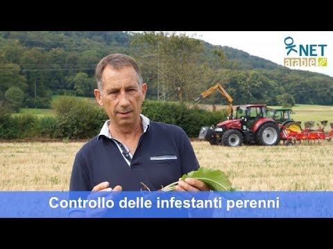Medicine da vermi per Labrador Assenzio di parassiti di fegato