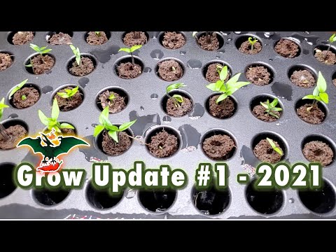 2021 Pepper grow update #1 - 02/02/21