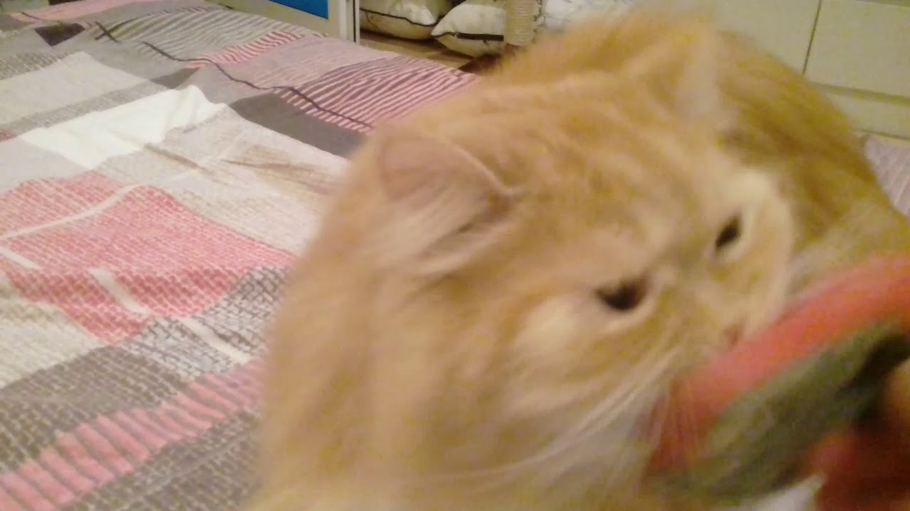 Котопес по имени Рыжик
