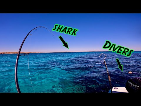 Sharks, Spearfishing, Bucket List Fish and Island Shenanigans | Onlsow Ep 2