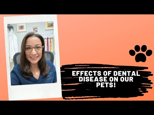 Dental Disease And Its Effects On The Body!