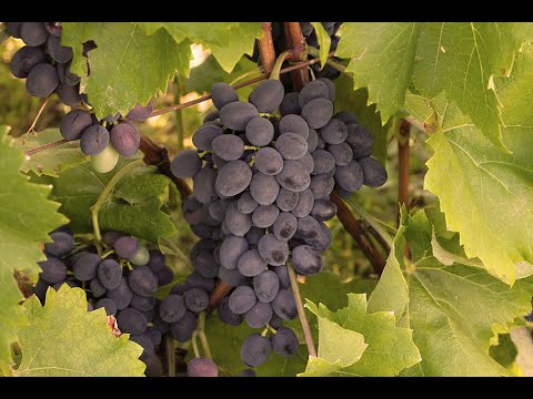 Loza Moldavia - otporna loza - crna, kasna, bez pesticida